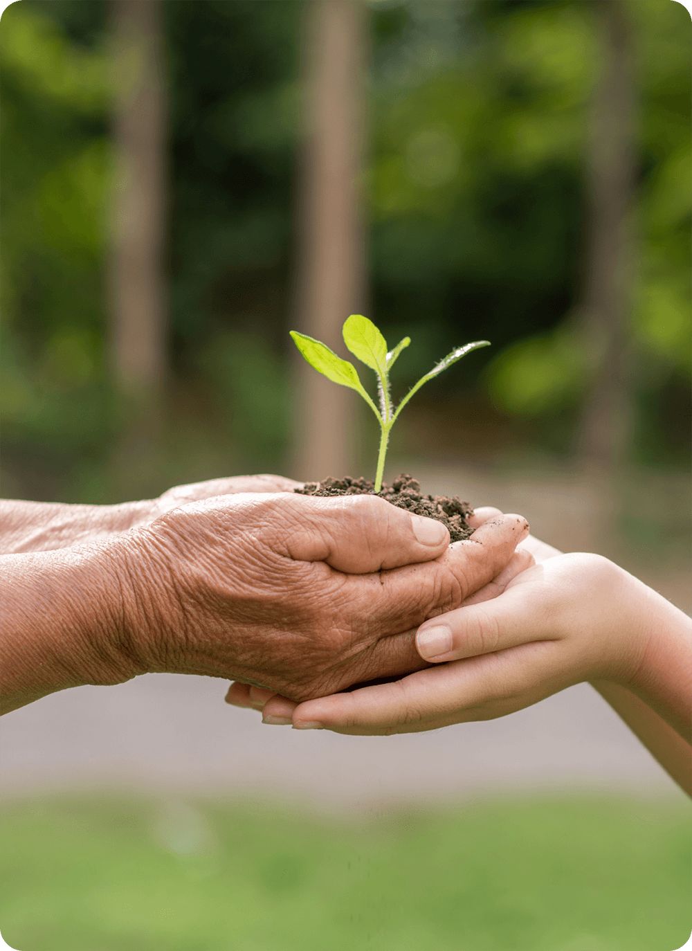Hands holding a seedling — symbol of non-profit growth